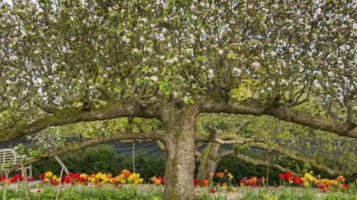 Espalier apple tree with blossom at Standen, West Sussex